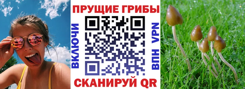 Псилоцибиновые грибы Psilocybine cubensis  Певек 